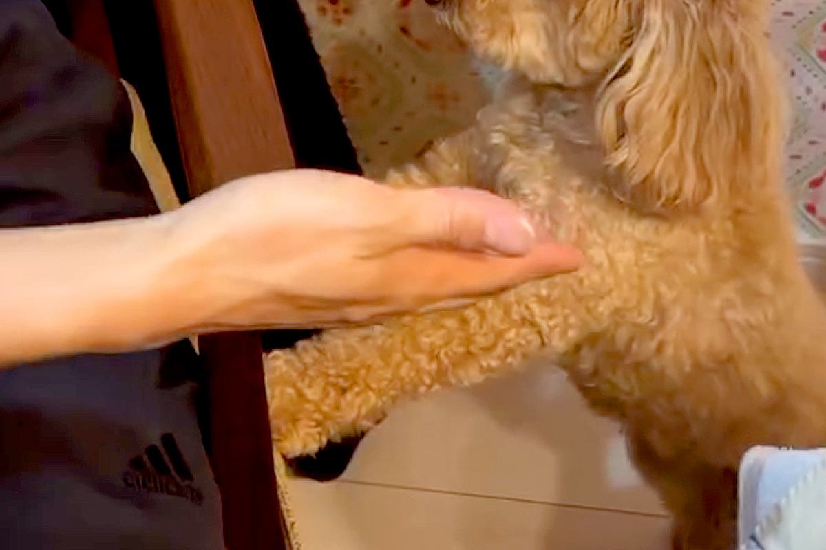 犬を飼うことに反対する『猫派の夫』→子犬をお迎えし、一緒に生活を始めた結果…まさかの『現在の光景』に反響「わかるｗｗ」「可愛いは正義」