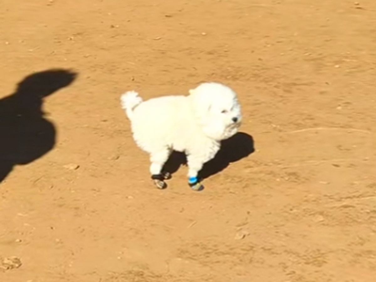ドッグランで『激しい犬見知り』を発動した犬→思った以上に『守ってあげたくなる光景』と結末が64万再生「絶妙な間合いで草」「控えめ可愛い」