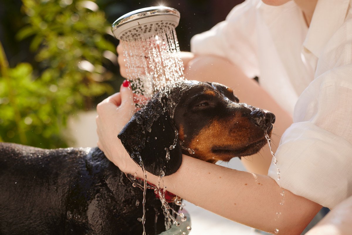 犬にシャワーをあてるときはびっくりさせない工夫をしよう！小さな配慮が大きな結果に繋がっていく