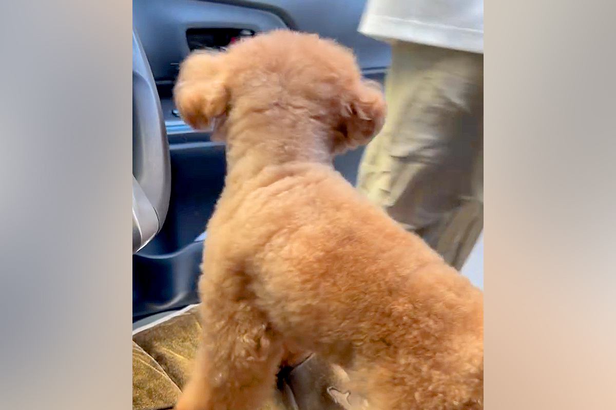 車から降りたら、犬が『置いていかれちゃう』と勘違い→子供のように大慌てして…抱きしめたくなる光景が223万再生「気持ちが伝わってくる」