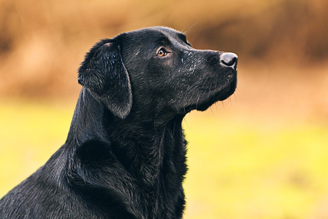 爆弾探知犬の訓練を落第になった黒ラブのルル