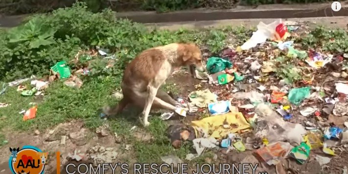 背骨損傷で後足が動かない犬を救助。根気強いケアで見違える姿に！