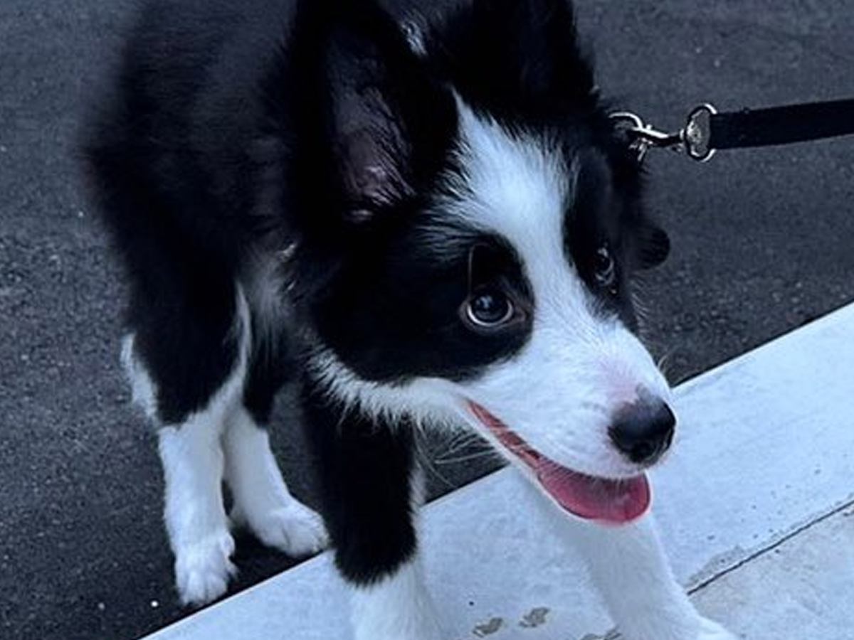 散歩デビューをした子犬→数日後に…想定よりも早い『まさかの成長』を見せる光景が130万表示「まだ2周いける面構えｗ」「さすが賢い」と絶賛
