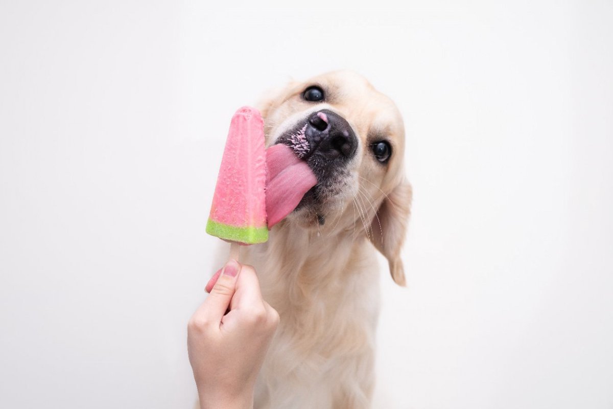 犬に絶対与えてはいけない『夏の食べ物』３選　誤食してしまったときの中毒症状まで