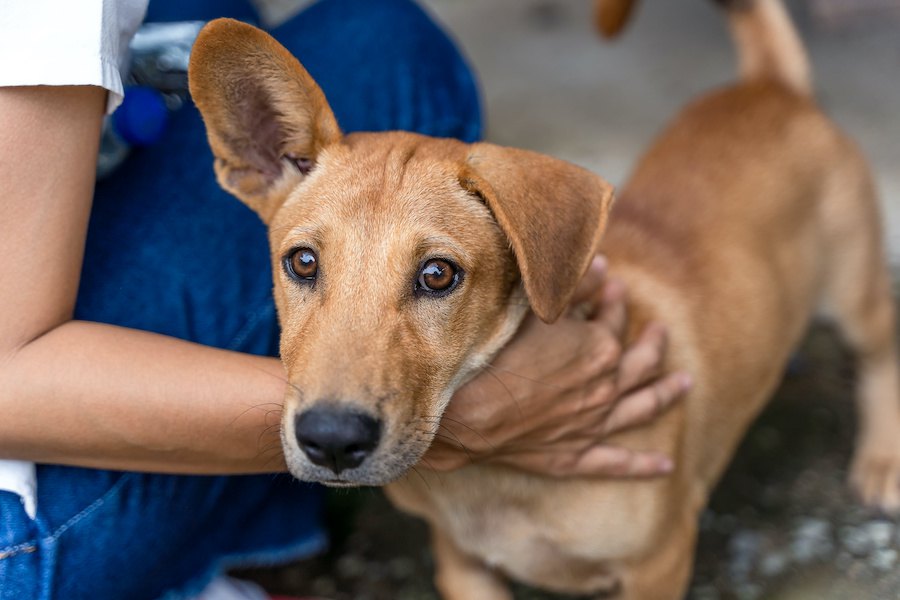 犬が『赤ちゃん返り』している時にする仕草や行動５選