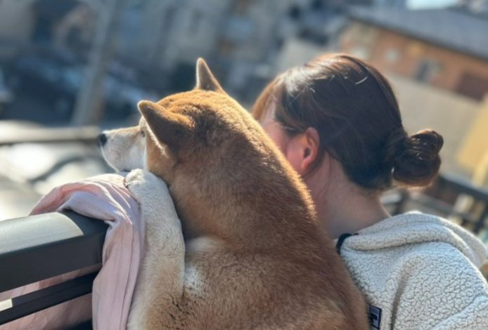 『柴犬が大好きな時間』に1万4000人がほっこり…飼い主とのルーティンに「素敵な光景」「幸せが詰まってる」と称賛の声集まる