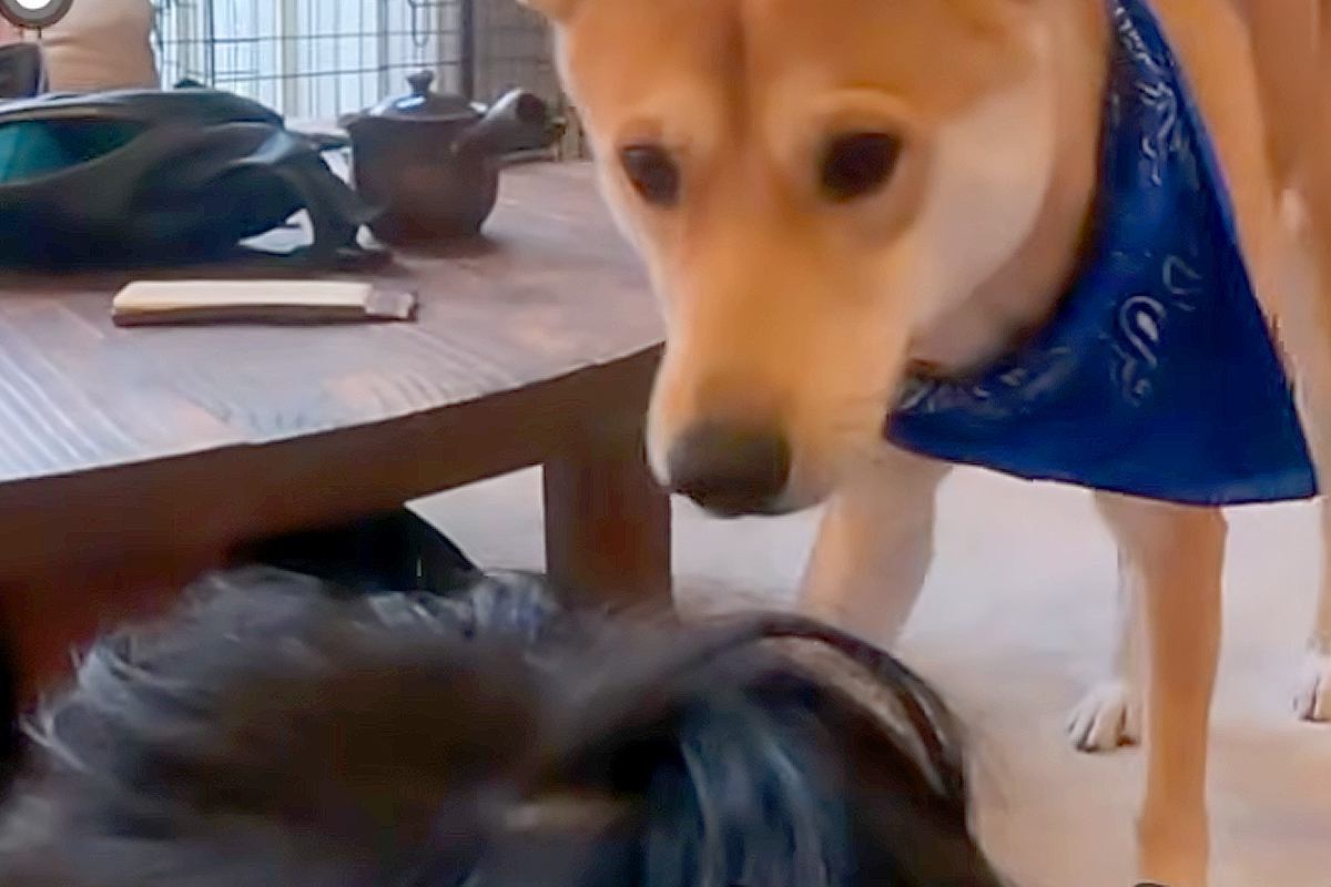 息子とプロレスごっこの最中、犬に『助けてー！』と言った結果→家族愛に溢れた『尊すぎる光景』に反響「お父さんめっちゃ嬉しそう」「健気で賢い」