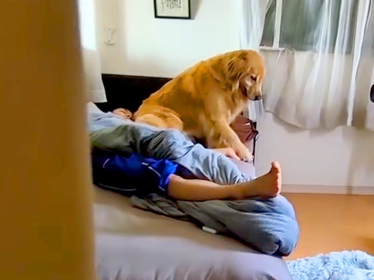 寝ている男の子の部屋から出てこない大型犬→そーっと様子を見に行ってみたら…バレた瞬間の『気まずい光景』が90万再生「かわいい」と反響