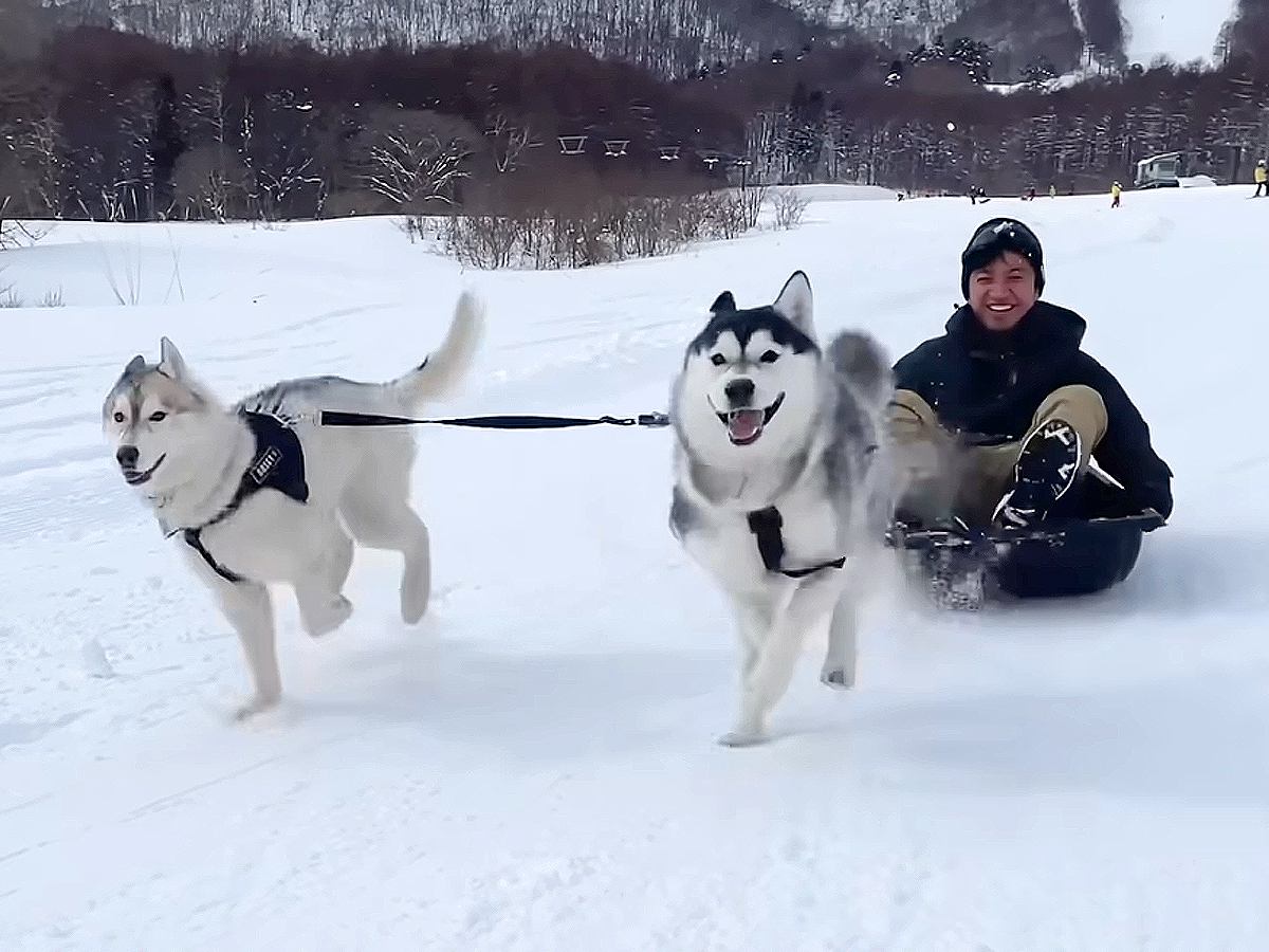 2匹のハスキー犬と一緒に『犬ぞり』を楽しんでいたら…想定外すぎる『まさかの大事故』が92万再生「全員可愛いｗ」「ドタバタ過ぎて草」