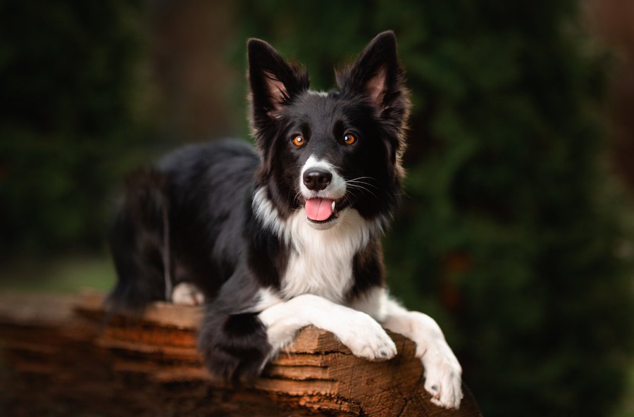 どこに行っても元気いっぱい！パワフルでやんちゃな犬種４選