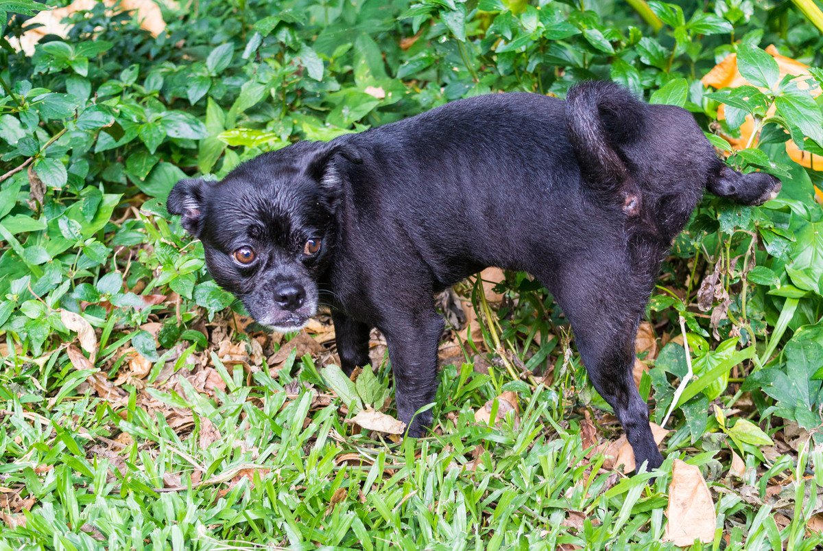 「犬がマーキングをして困ってます…」トイレをしつければやめさせることはできる？