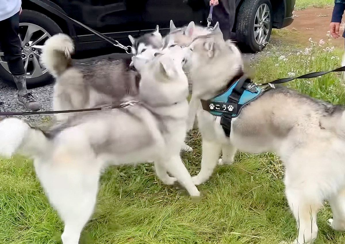 ハスキー犬7兄弟が『1年ぶりに再会』した結果…迫力満点でもっふもふな光景に103万人感嘆「ここが天国か」「みんなそっくり」の声