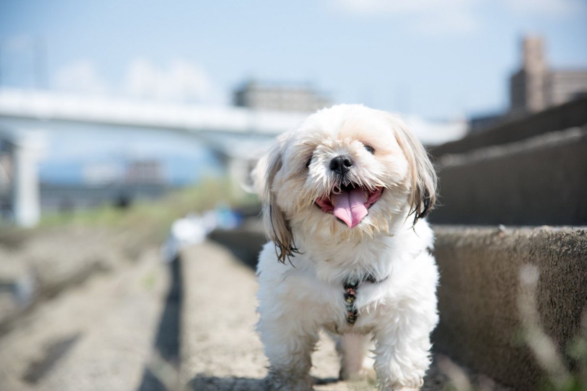 犬の元気を失くしてしまう人の行動４つ