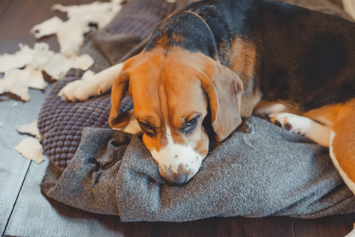 犬が飼い主の『ダメ！』を聞かない時の心理と対策　「メリハリ大事」「小さな子供への注意と同じだね」