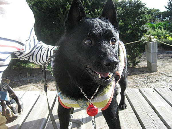 愛犬の存在が飼い主の心を強くする！