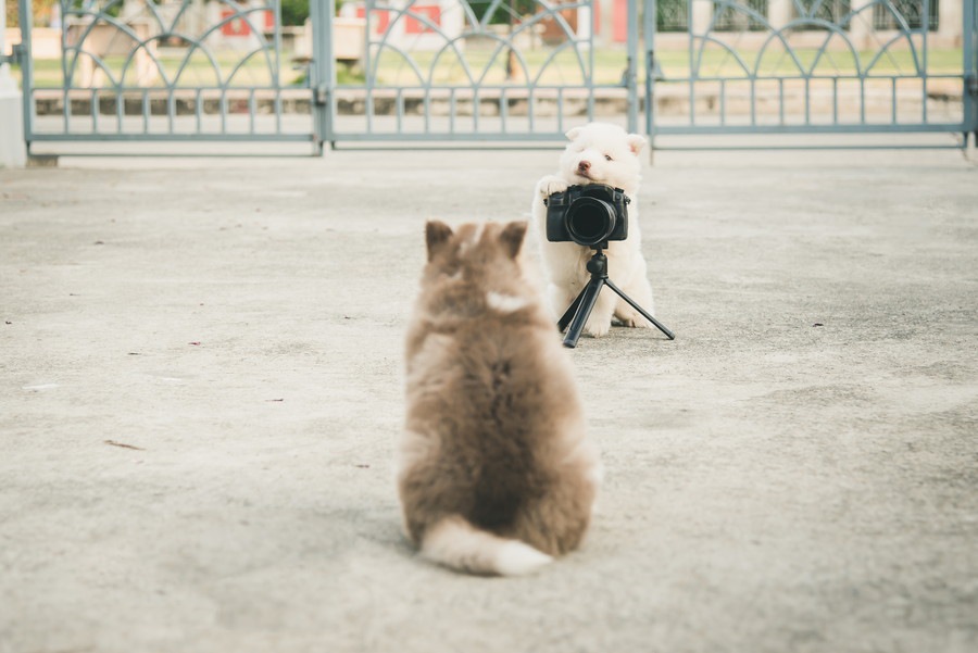 犬の写真をかわいく撮る3つのコツとおすすめテクニック