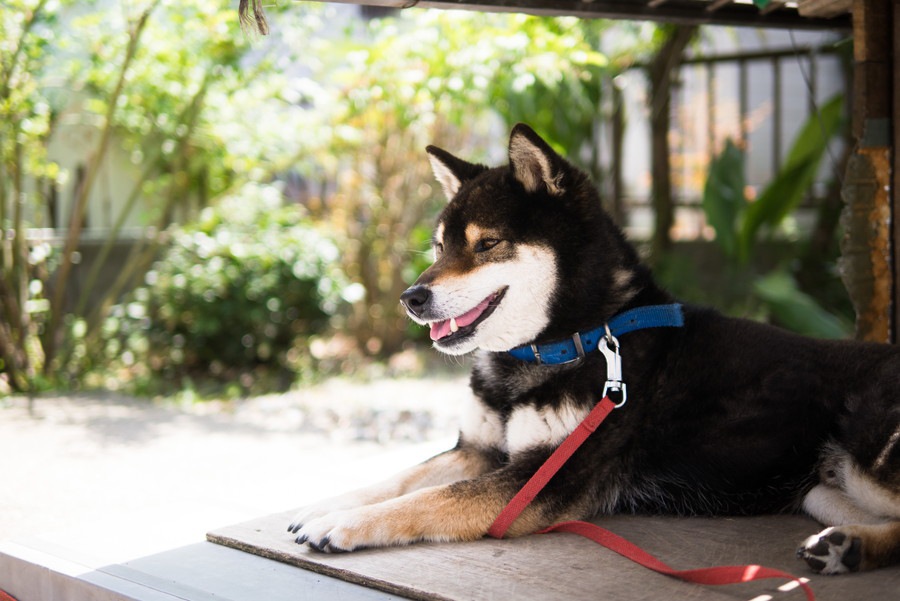 どれくらい知ってる？日本が原産国の現存６犬種