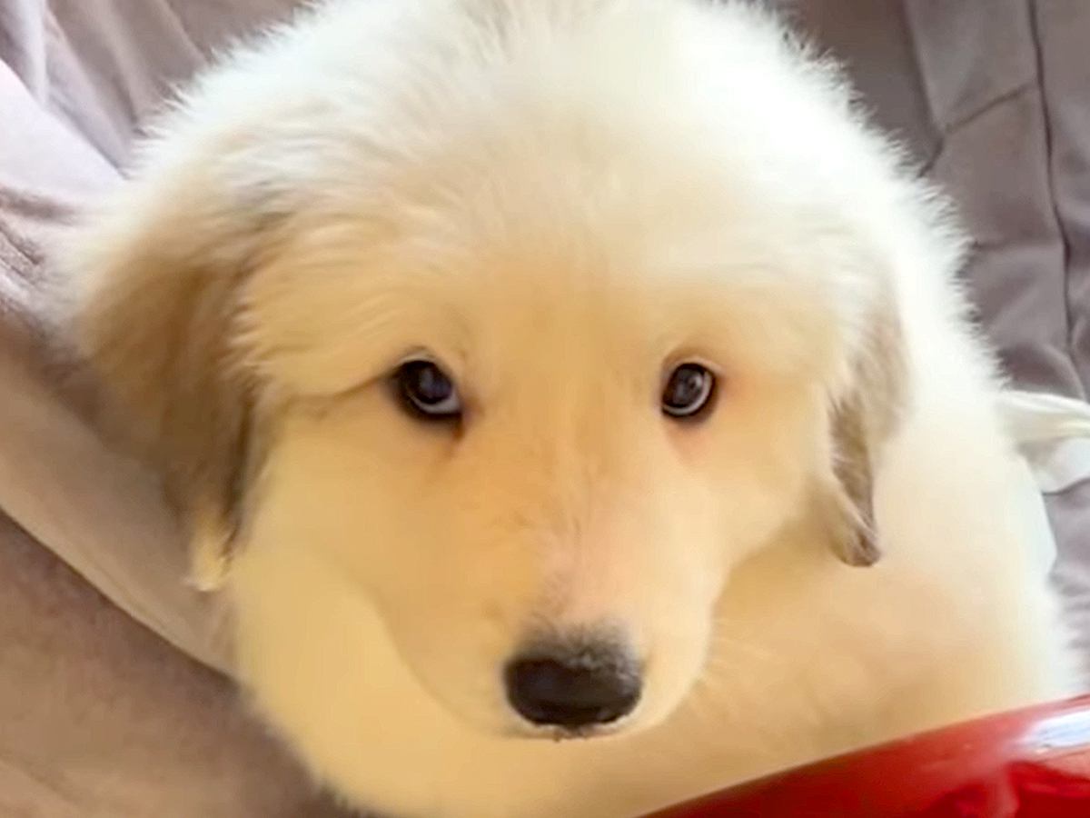 『超大型犬を軽い気持ちで飼ってはいけない理由』赤ちゃん時代から４年後の『衝撃的なビフォーアフター』が265万再生「デカすぎてビックリ」