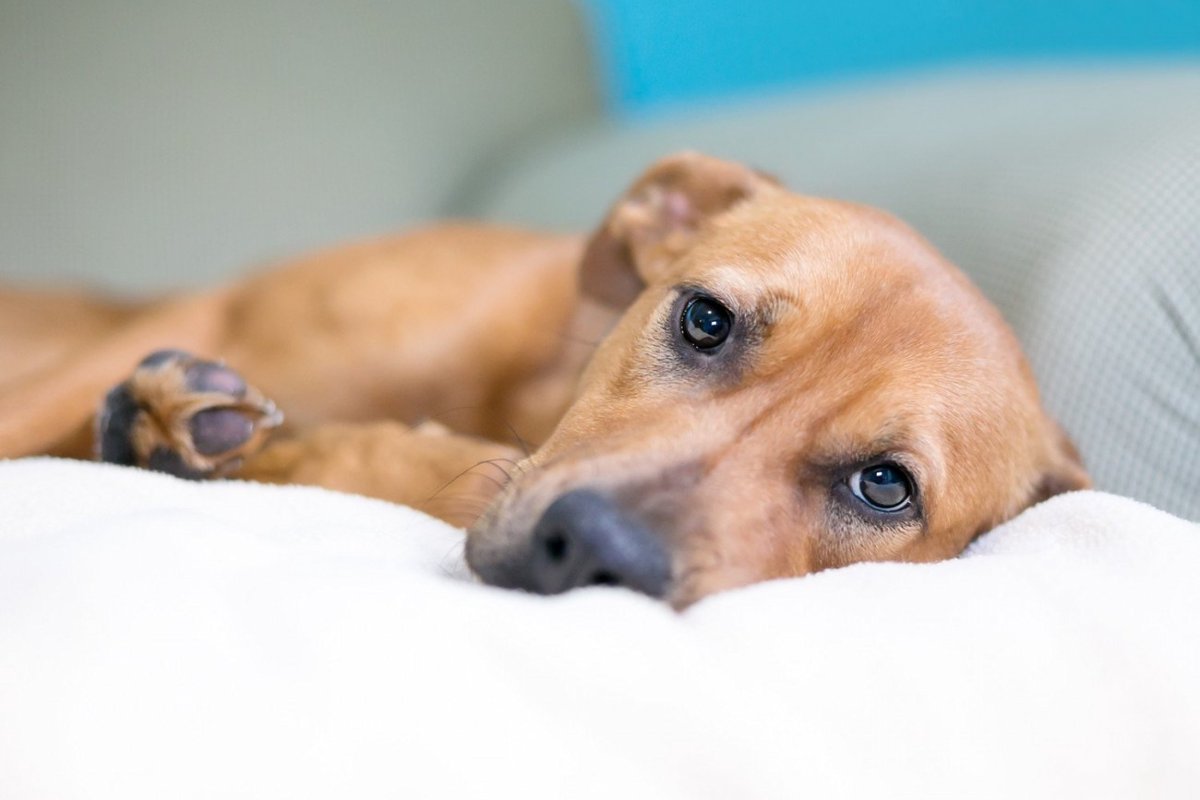 犬の「発作」は突然じゃない？犬のてんかん“予兆”を見逃さないために【獣医師執筆】