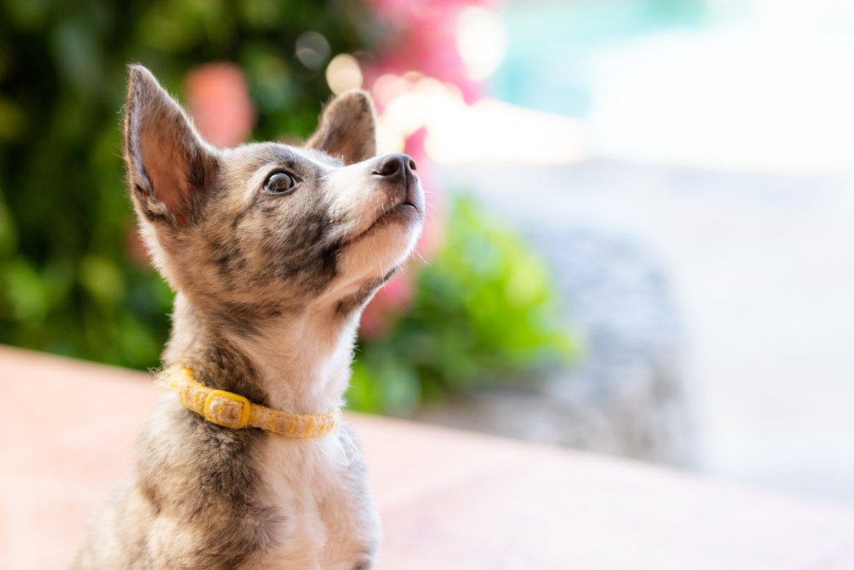 『飼い主に忠実な犬』の特徴4選！よくやる仕草や行動とは？