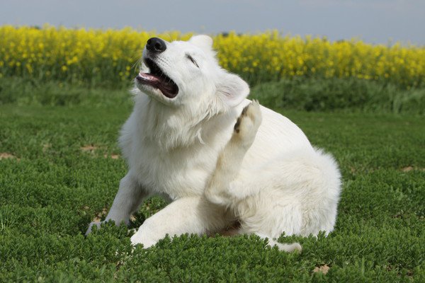 犬のノミ・ダニ対策まとめ！予防する時期や方法、おすすめの駆除薬まで