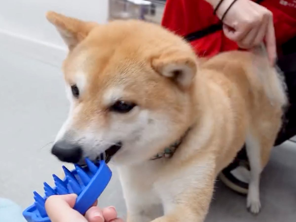ブラシをおもちゃだと勘違いしている犬→ブラッシングの気持ち良さを知ったら…想像以上の至福の表情が28万再生「めっちゃウットリしてる」