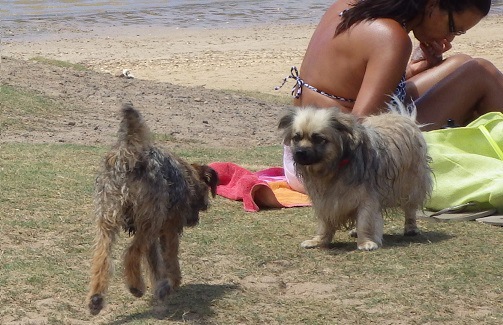 海外の犬のウンチ対策 ～動物愛護国イギリスわんこ事情～