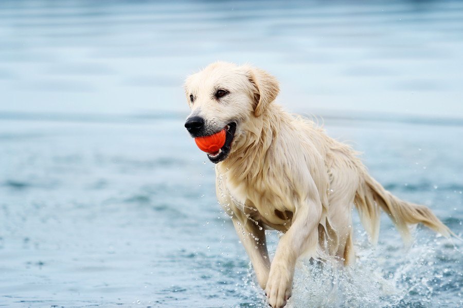 犬種によって得意な遊びがある？愛犬に合った遊び方