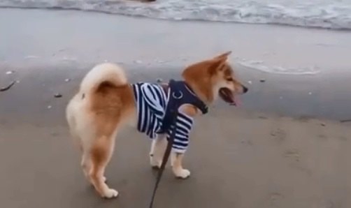 初めての海！波に驚くも海を楽しんだ柴犬ちゃん♪