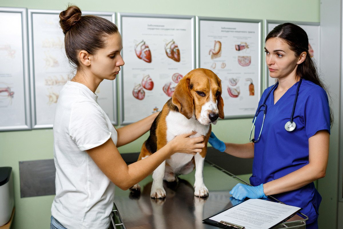 犬がする『仮病サイン』5つ　どんな行動をする？本当の体調不良を見極める方法まで