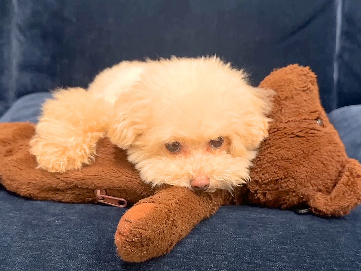 『絶対渡さない！』犬がぬいぐるみを守った結果…全然怖くない『ガン飛ばし』に悶絶の声「可愛すぎるｗ」「よっぽどお気に入り」と7万再生