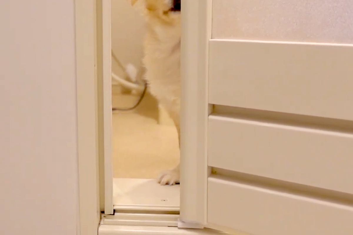 お風呂に入ろうとしたら『寂しい』と訴える犬→入浴中、何度も様子を見に来て…一刻も早く上がりたくなる光景に反響「一瞬も離れたくない感じｗ」