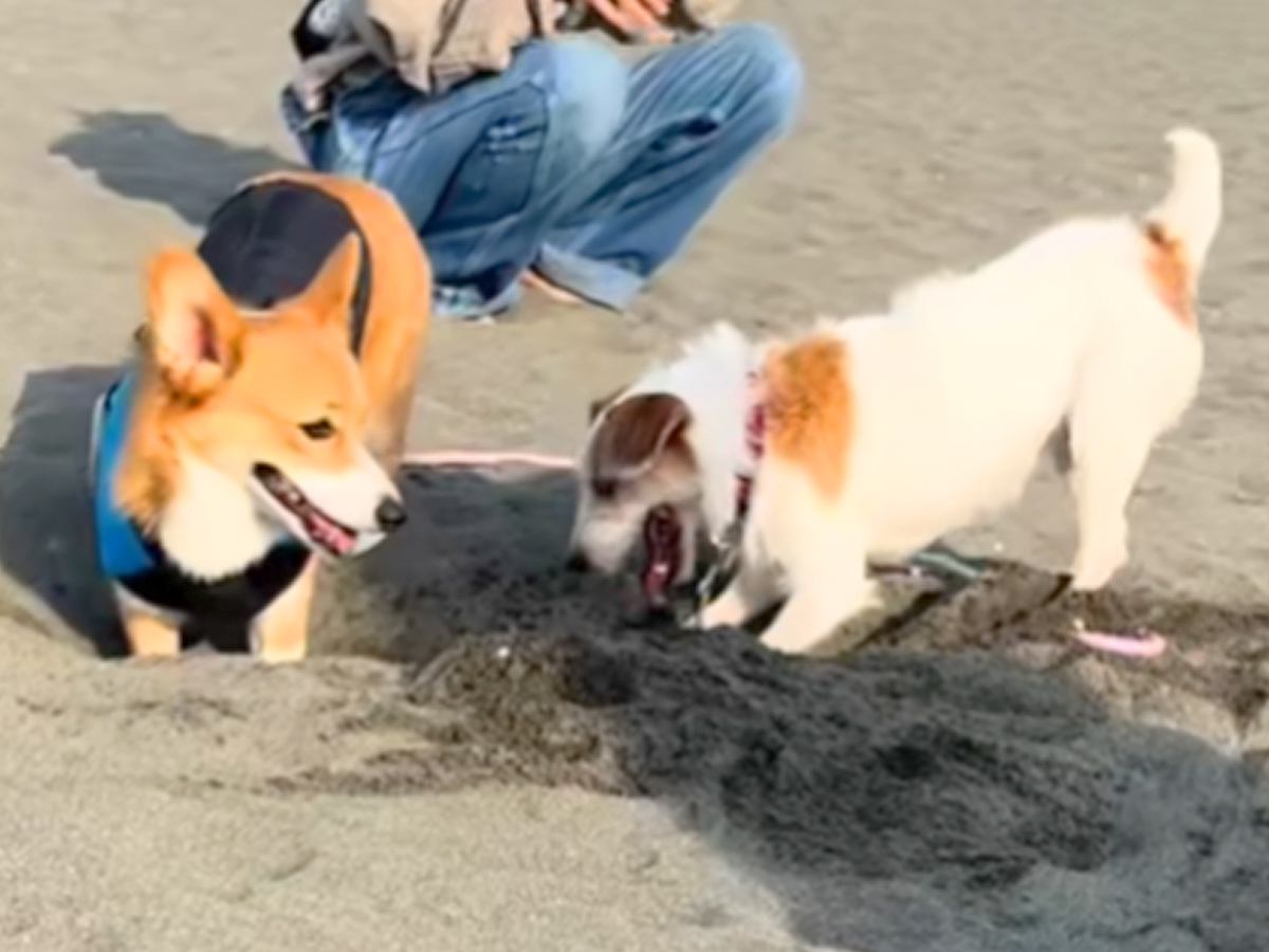 砂浜で先輩犬に穴掘りを教わる犬→一生懸命になりすぎて…『まさかの結末』に4万いいね「不器用さが愛おしい」「途中から我が道進んでるｗ」