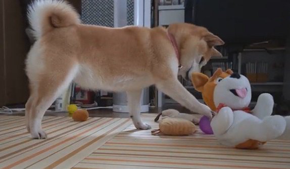 恐る恐る…。ゲラゲラ笑う人形がちょっと怖い柴犬さん