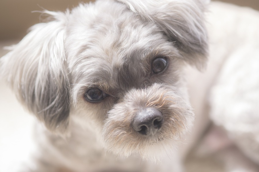 犬を飼う前に考えて欲しい４つのこと