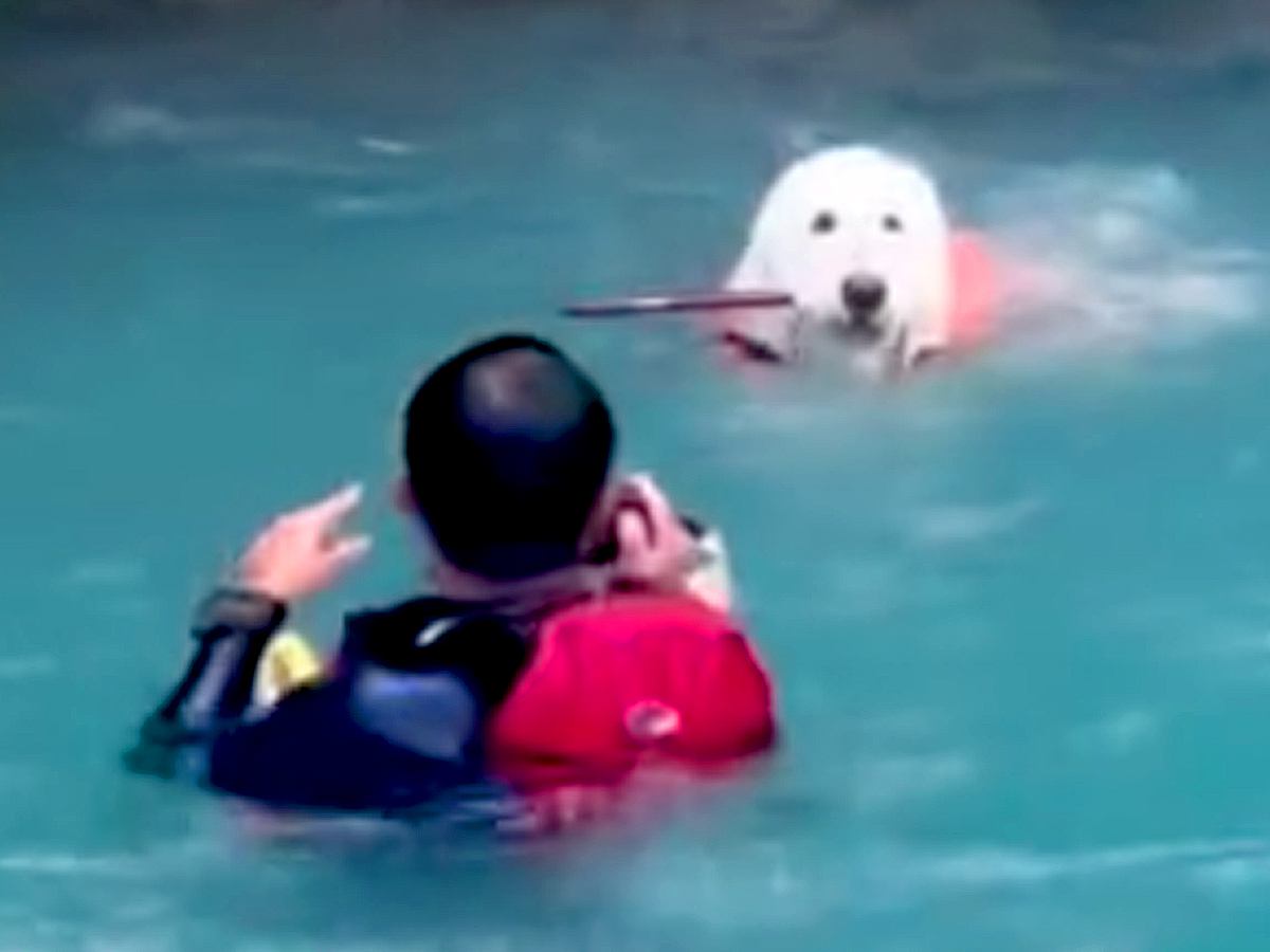 アウトドア中に川に飛び込んだ父→大型犬が助けようとして…健気すぎる行動と『まさかのオチ』が8万再生「笑った」「ちょっと焦ったｗ」の声