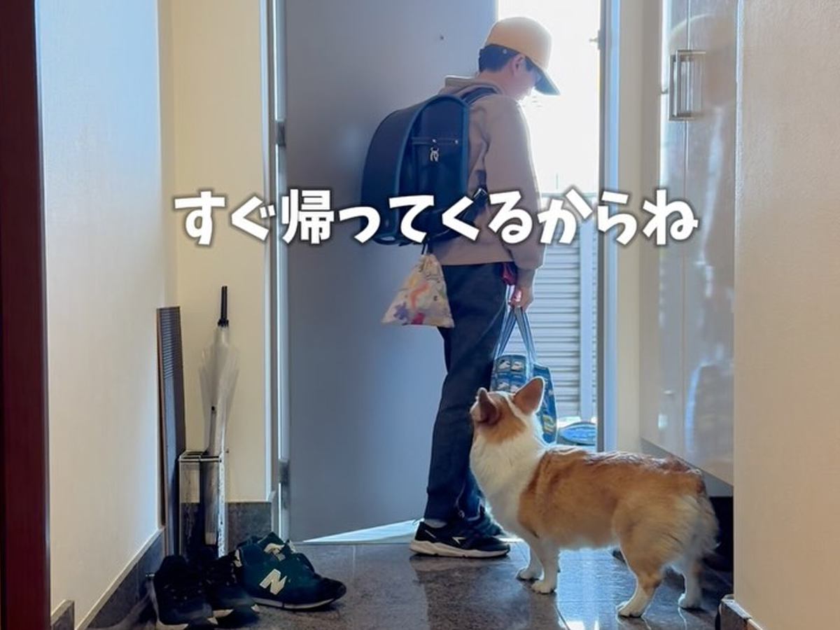 春休みが終わり学校へ行く息子→寂しがっている犬たちに『ママが一言』かけたら…まさかの『切り替えの速さ』に「機敏な動き」「お利口」の声