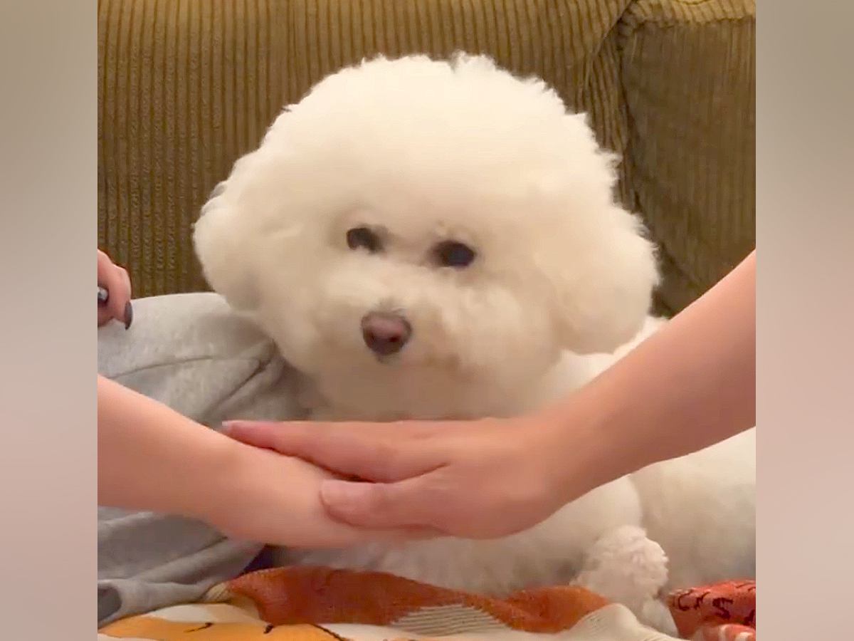 SNSで流行った『犬の前で手を重ねるチャレンジ』をやってみた結果…想定とは違う『まさかの光景』が47万再生「最高」「乗せ方優しい」と反響