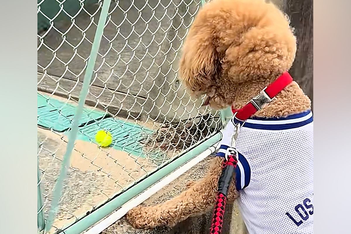 『どうしてもボールが欲しい』と訴える犬→テニス中のおじさんが見かねて…微笑ましすぎる『神対応』に絶賛「なんて優しい世界」「気持ち通じた」