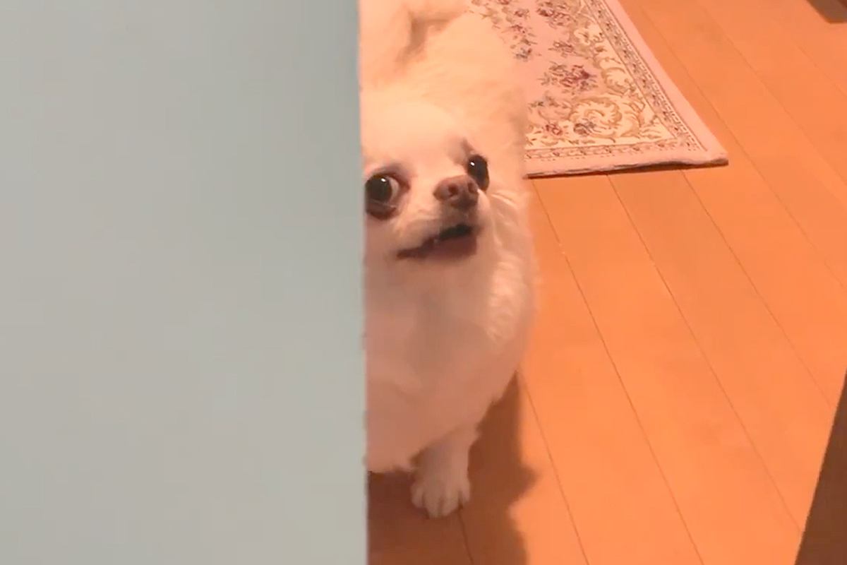 『お風呂入るね』と犬に伝えた結果→なぜか激怒したので『入りたくなったの？』と聞くと…微笑ましい光景に反響「たまらん可愛さ」「笑ったｗｗ」