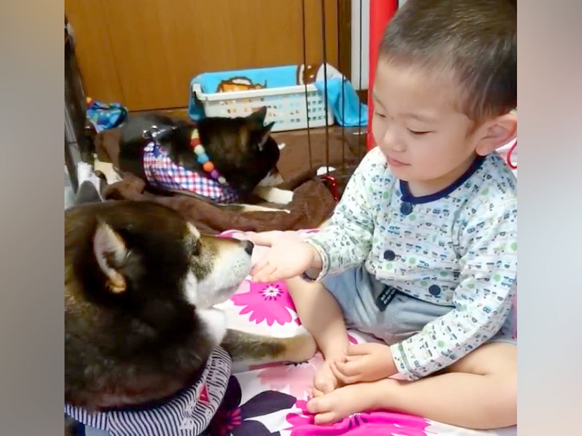 男の子が生まれてから『ずっとそばにいてくれた犬』が亡くなり…涙が止まらない『尊い記録』が14万再生「犬は大切なことを教えてくれる」と反響 