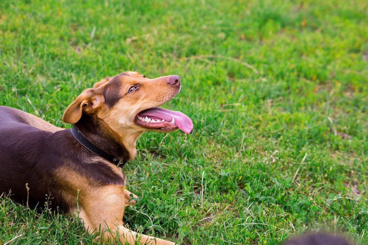 あなたはどう？♡『愛犬からの愛情』を感じる瞬間4選