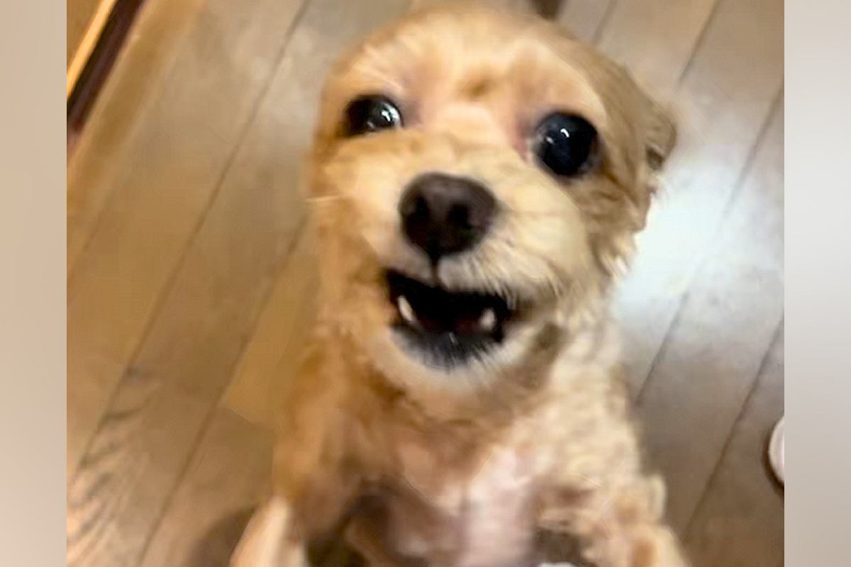 4日ぶりに犬と再会した結果→『大喜びしてくれた』と思ったら、5分おきに…想像と違う『まさかの展開』が84万再生「感情がｗ」「多重人格で草」