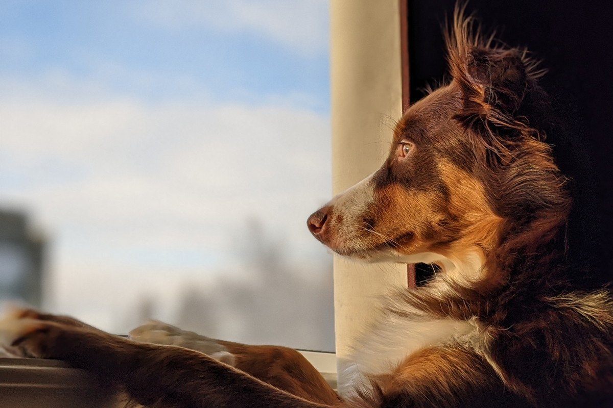 犬がたそがれている時に考えている『3つのこと』