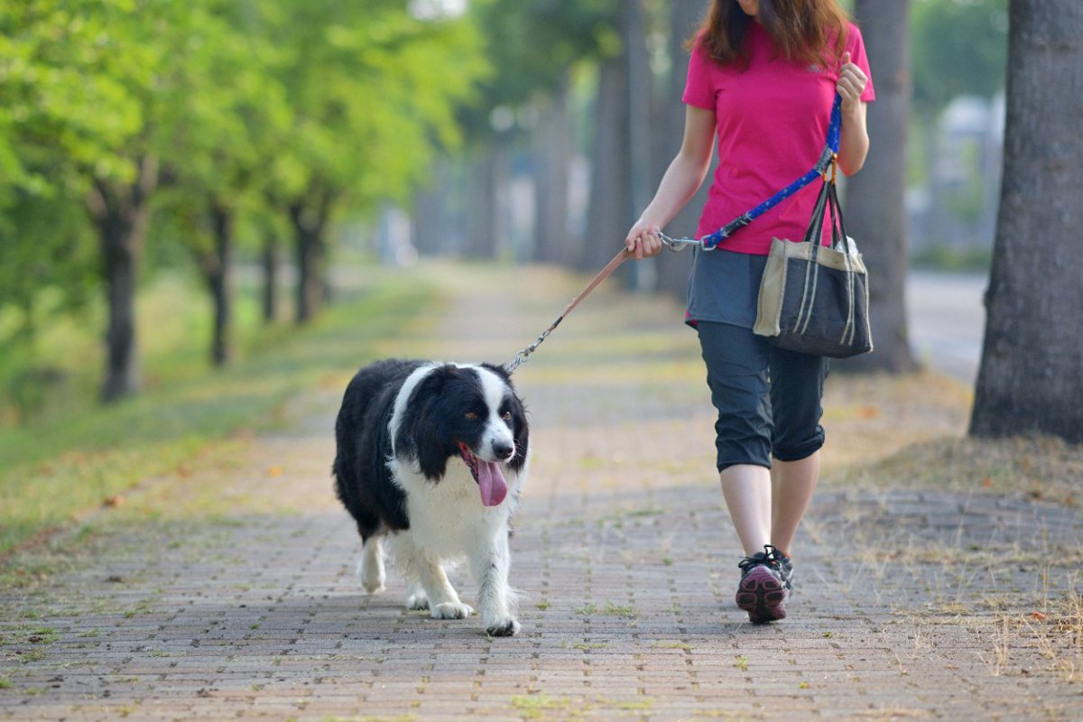 犬にとって危険な『毒虫』５選！刺されたときの症状と対処法