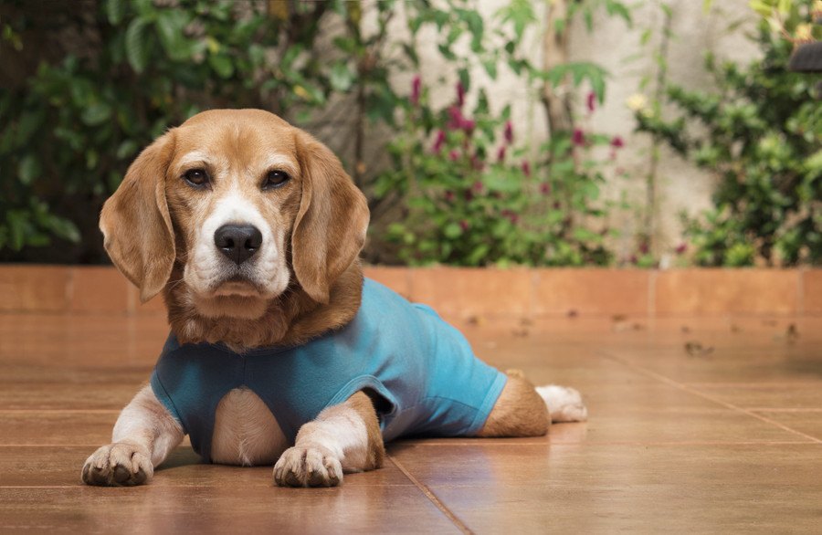 犬の術後服とは？役割や選び方、エリザベスカラーの代わりのおすすめウェア