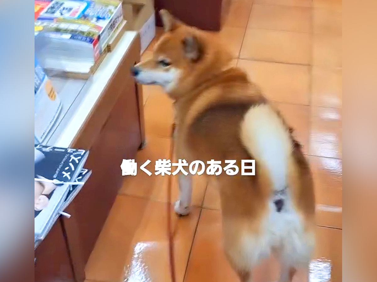 本屋さんで働く看板犬が…ものすごく丁寧な『店内チェック』をする光景が愛おしいと2万再生「現場第一主義で草」「可愛くて笑ったｗ」と絶賛