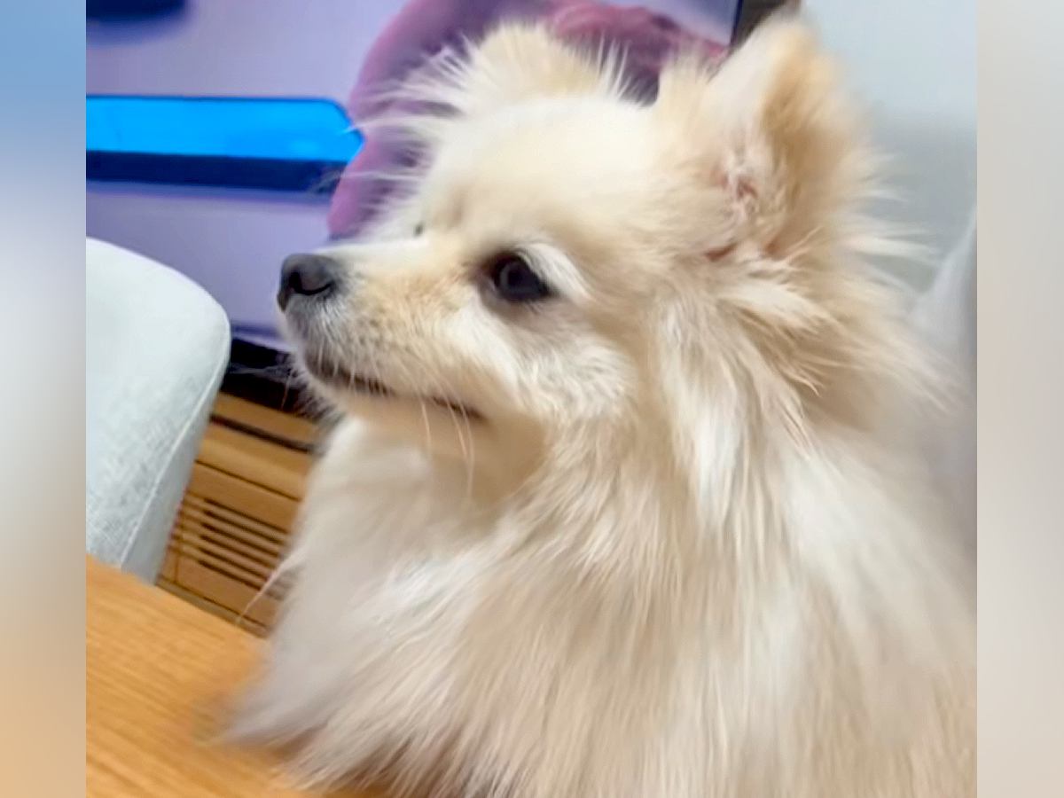 『暑いし、いつもより気持ち短めで』と犬のカットをオーダーした結果…まさかの『別犬並みのビフォーアフター』が話題「ぬいぐるみ？」「可愛い」