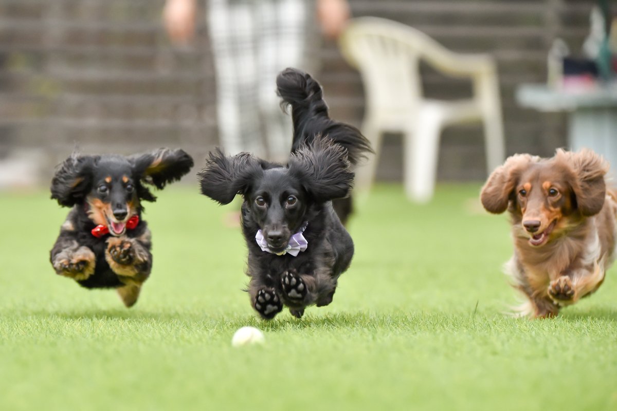 『興奮しやすい犬種』5選　どんなときに気持ちが高ぶってしまうの？落ち着かせる方法まで