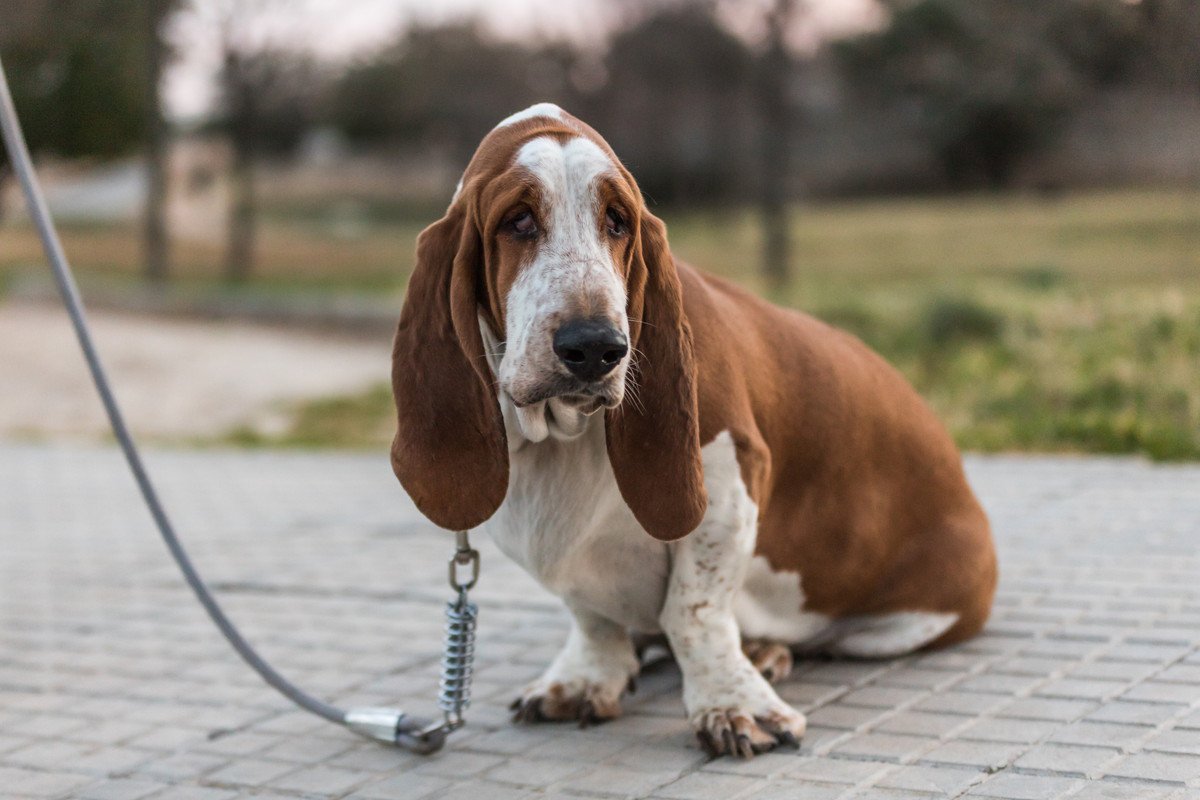 犬の『疲れたサイン』3つ！よくやる仕草とやってはいけないNG行為まで解説 